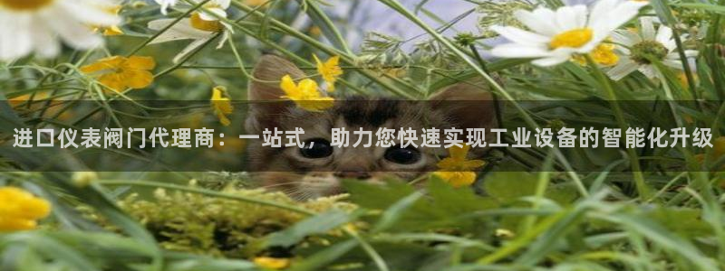 云顶国际app免费下载安装